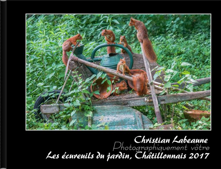 Les écureuils du jardin 2017