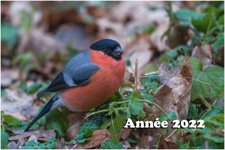Album Année 2022