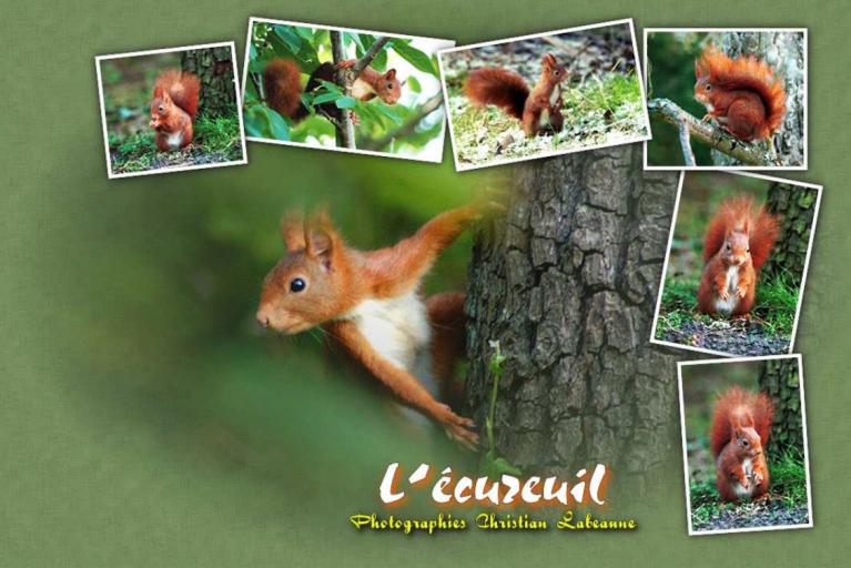 Livre photos l'Ecureuil