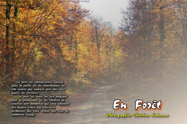 Livre photos En Forêt