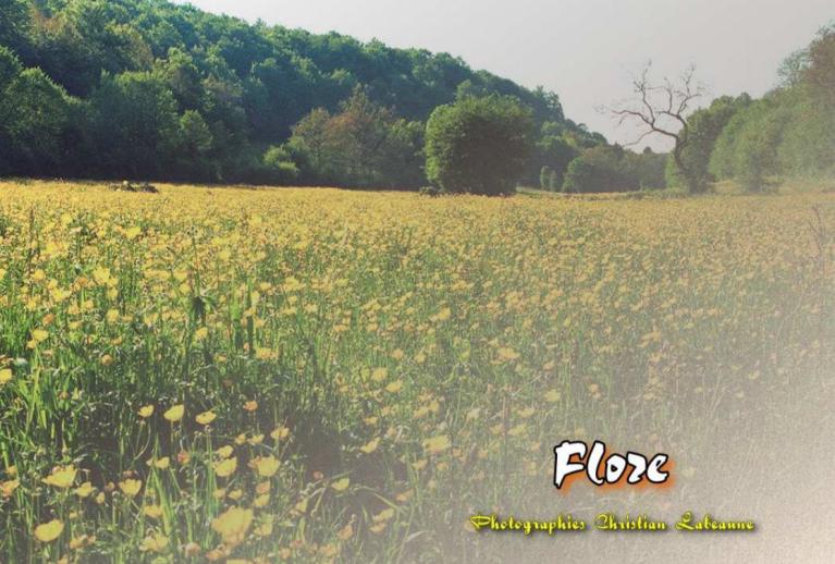 Livre photos Flore