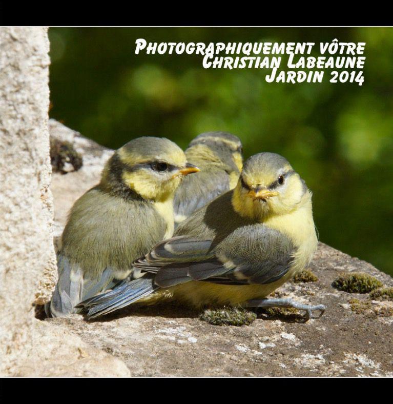 Livre photos Jardin 2014