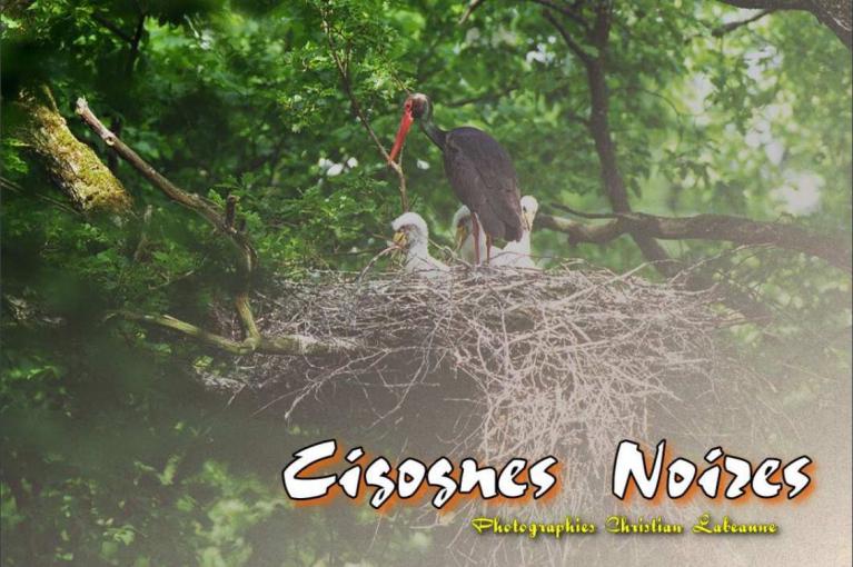 Livre photos Cigognes Noires